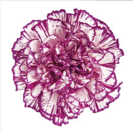 Carnation 'Alicia' Dianthus