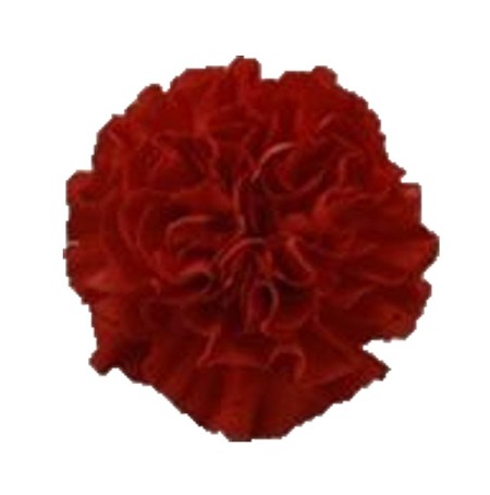 Carnation 'America' Dianthus