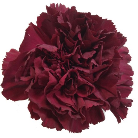 Carnation 'Amico Crimson' Dianthus