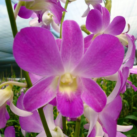 Orchid 'Dendrobium Purple Pink Single' Orchidaceae