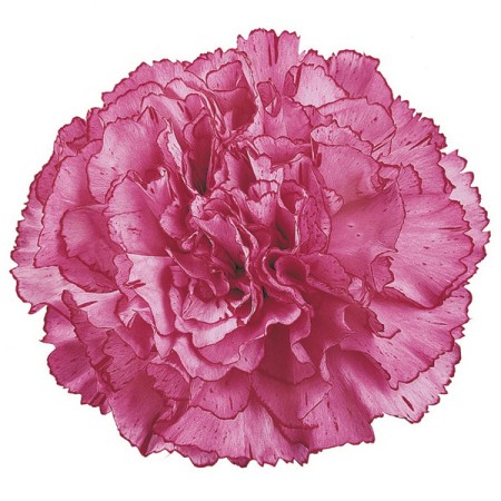 Carnation 'Amico Lavender' Dianthus