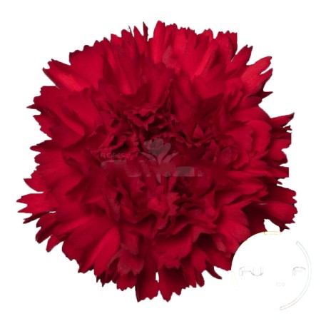 Carnation 'Amos' Dianthus