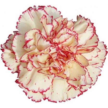 Carnation 'Antille' Dianthus