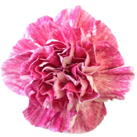 Carnation 'Ayame' Dianthus