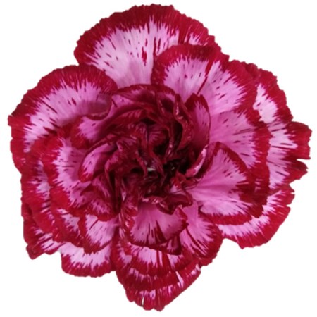 Carnation 'Bacarat Purple' Dianthus