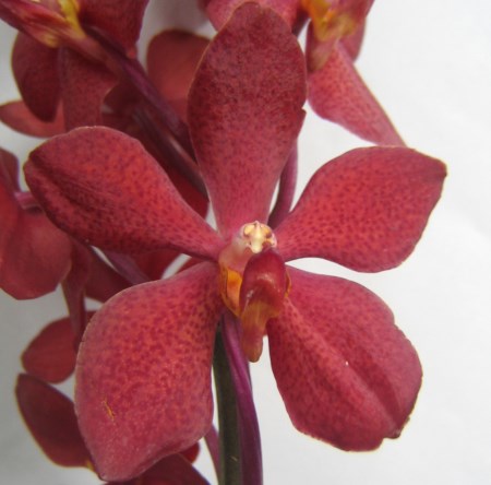 Orchid 'Mokara Hassan' Orchidaceae
