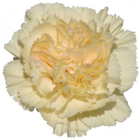 Carnation 'Banana' Dianthus