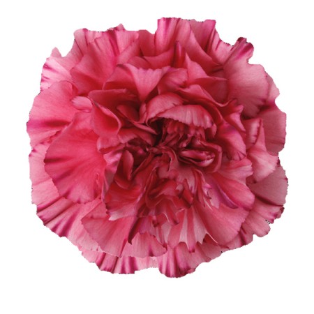 Carnation 'Bernard' Dianthus