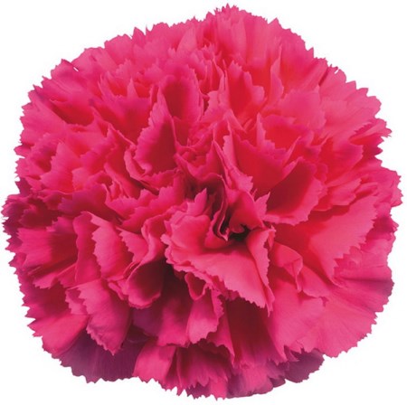 Carnation 'Bizet' Dianthus