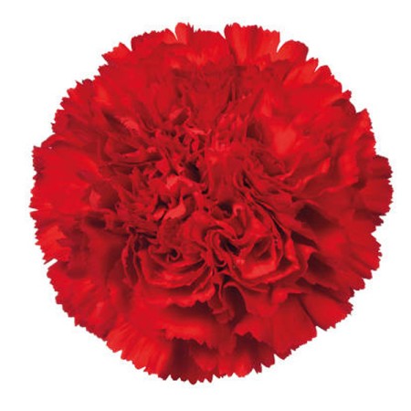 Carnation 'Bouzeron' Dianthus