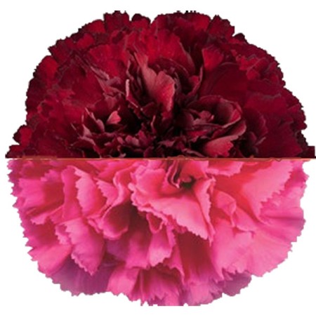 Carnation 'Burg Cerise' Dianthus