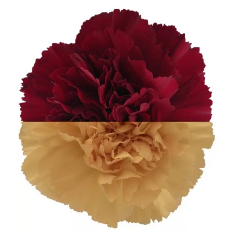 Carnation 'Burg Gold' Dianthus