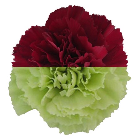 Carnation 'Burg Green' Dianthus