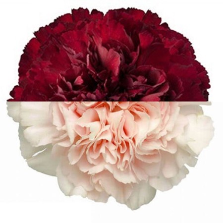 Carnation 'Burg Peach' Dianthus