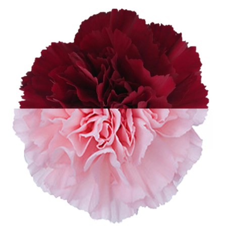 Carnation 'Burg Pink' Dianthus