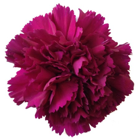 Carnation 'Carole' Dianthus