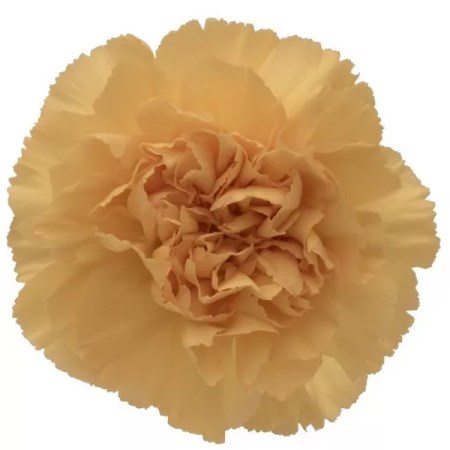 Carnation 'Caroline Gold' Dianthus