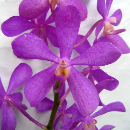 Orchid 'Mokara Calypso Pink' Orchidaceae