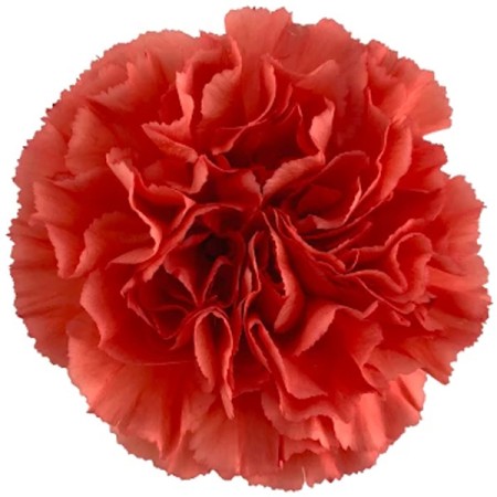 Carnation 'Caroline' Dianthus