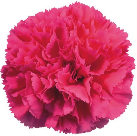 Carnation 'Cerise' Dianthus