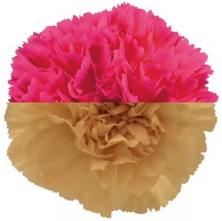 Carnation 'Cerise Gold' Dianthus