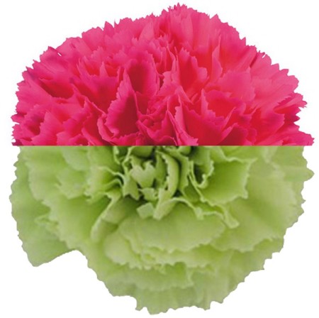 Carnation 'Cerise Green' Dianthus