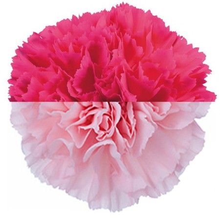 Carnation 'Cerise Pink' Dianthus