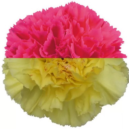 Carnation 'Cherise Yellow' Dianthus