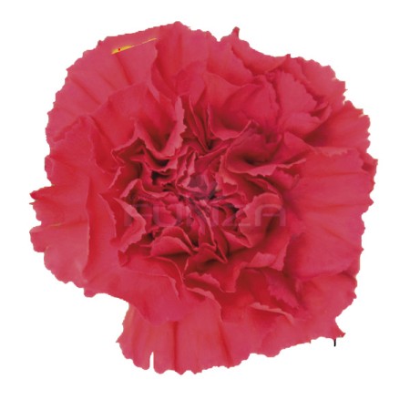 Carnation 'Cervantes' Dianthus