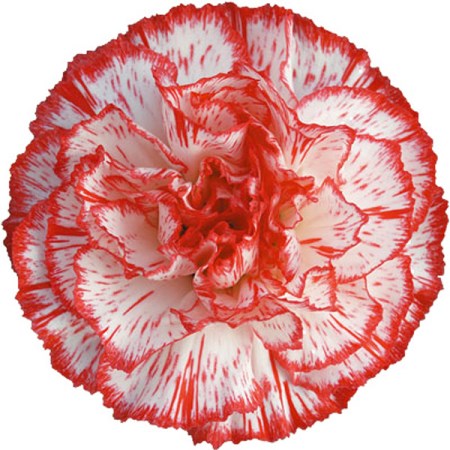 Carnation 'Charlie' Dianthus