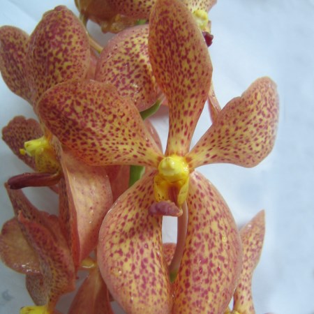 Orchid 'Mokara Chark Kuan Orange' Orchidaceae