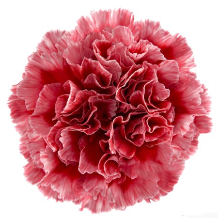 Carnation 'Cheerio' Dianthus. Cut Flowers | Sunflora