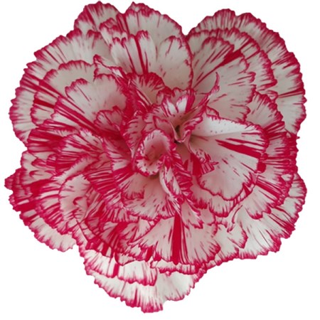 Carnation 'Coralie' Dianthus