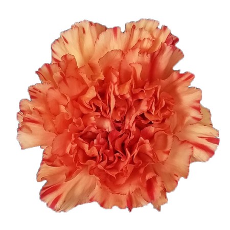 Carnation 'Cowboy' Dianthus