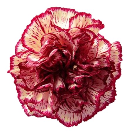 Carnation 'Cream Viana' Dianthus