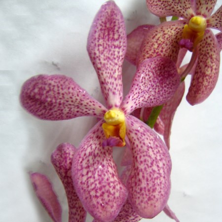 Orchid 'Mokara Chark Kuan Pink' Orchidaceae