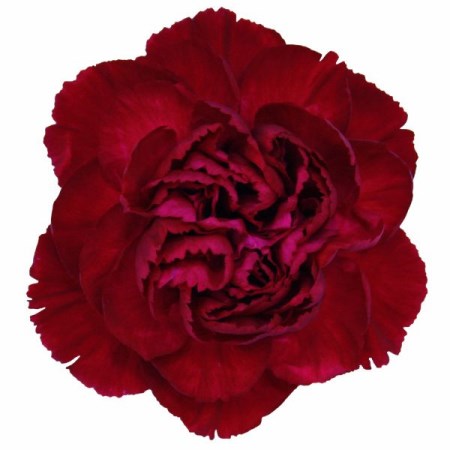 Carnation 'Crimson Tempo' Dianthus