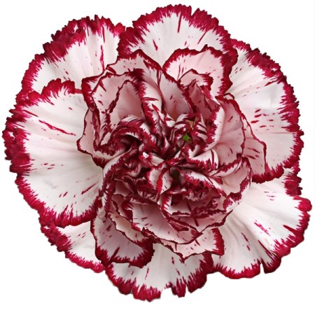 Carnation 'Dakota' Dianthus
