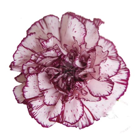 Carnation 'Damascus' Dianthus
