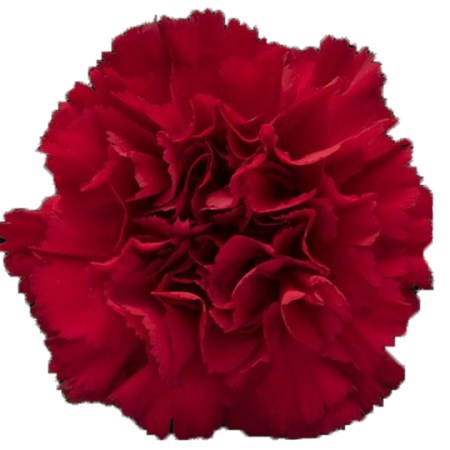 Carnation 'Daniko' Dianthus