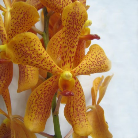 Orchid 'Mokara Chitti Sport' Orchidaceae