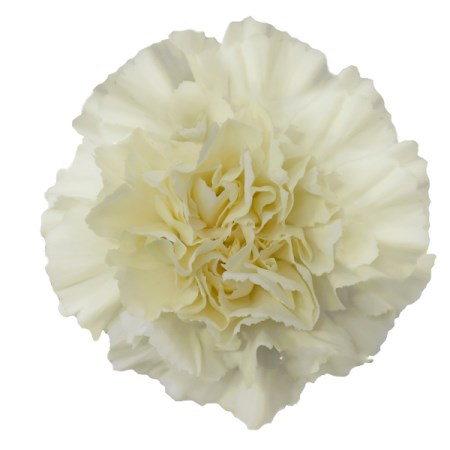 Carnation 'Diletta Cream' Dianthus
