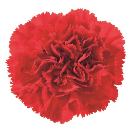 Carnation 'Don Pedro' Dianthus