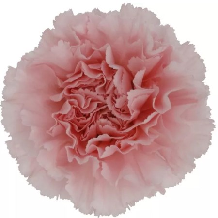 Carnation 'Doncel' Dianthus