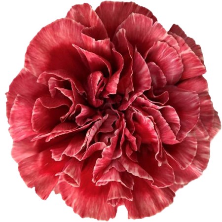 Carnation 'Fabulous' Dianthus