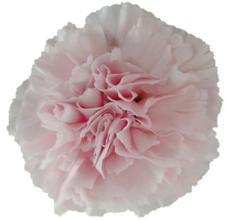 Carnation 'Faith' Dianthus