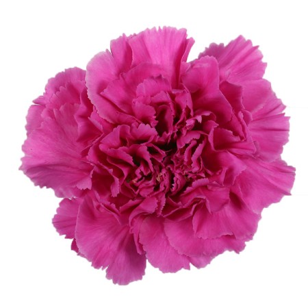 Carnation 'Farida' Dianthus