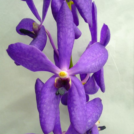 Orchid 'Mokara CK Blue Single' Orchidaceae