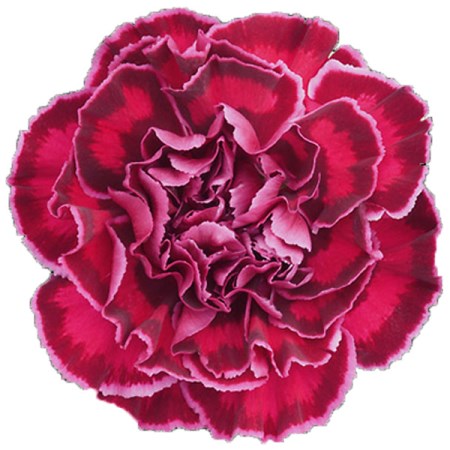 Carnation 'Freya' Dianthus
