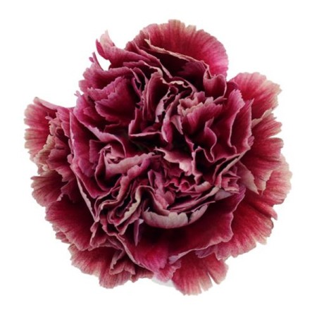 Carnation 'Ganache' Dianthus